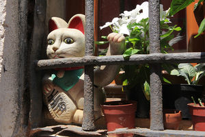Венецианский кот