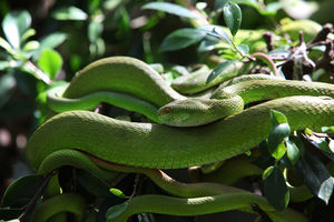 Вьетнамский зелёный змей